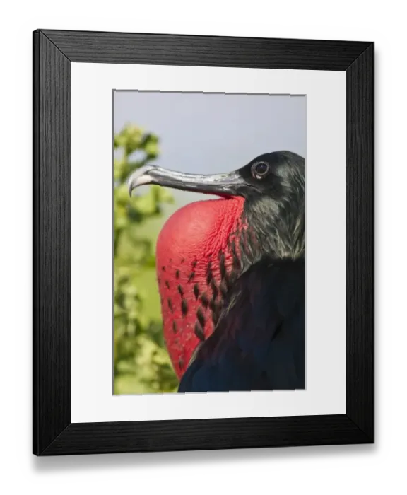 Framed Print : Galapagos Islands, Ecuador. Great frigatebird (Fregata minor), Isla Lobos off Isla San Cristobal