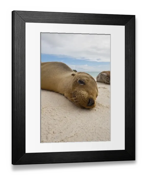 Framed Print : Galapagos Islands, Ecuador. Galapagos sea lion (Zalophus wollebaeki), Gardner Bay