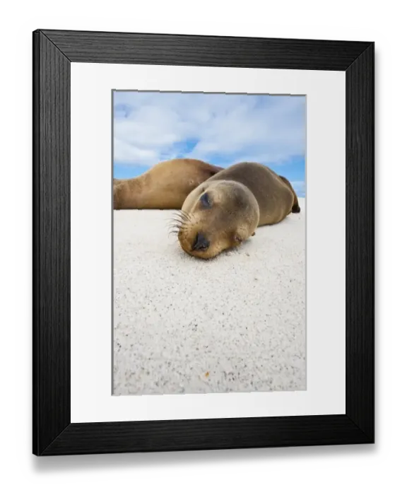 Framed Print : Galapagos Islands, Ecuador. Galapagos sea lion (Zalophus wollebaeki), Gardner Bay Framed Print : Galapagos Islands, Ecuador. Galapagos sea lion (Zalophus wollebaeki), Gardner Bay