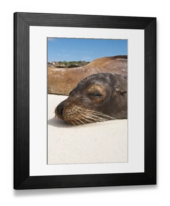 Framed Print : Galapagos Islands, Ecuador. Galapagos sea lion (Zalophus wollebaeki), Gardner Bay