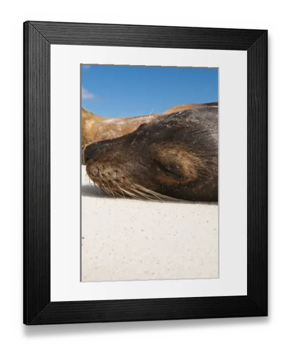 Framed Print : Galapagos Islands, Ecuador. Galapagos sea lion (Zalophus wollebaeki), Gardner Bay