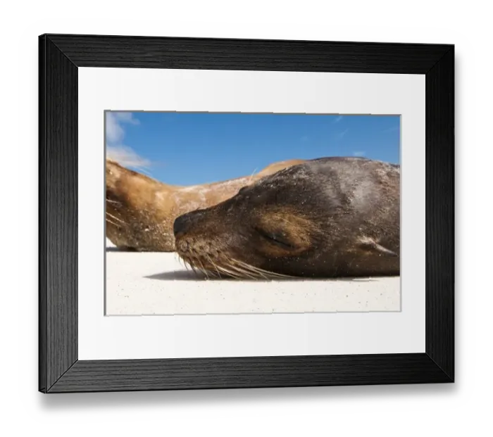 Framed Print : Galapagos Islands, Ecuador. Galapagos sea lion (Zalophus wollebaeki), Gardner Bay Framed Print : Galapagos Islands, Ecuador. Galapagos sea lion (Zalophus wollebaeki), Gardner Bay