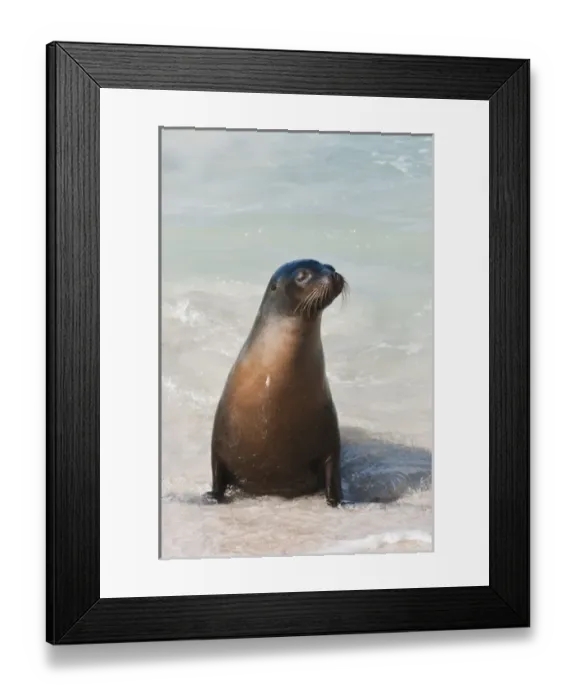 Framed Print : Galapagos Islands, Ecuador. Galapagos sea lion (Zalophus wollebaeki), Suarez Point Framed Print : Galapagos Islands, Ecuador. Galapagos sea lion (Zalophus wollebaeki), Suarez Point
