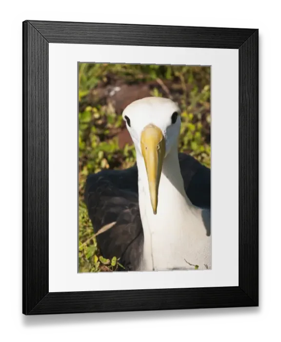 Framed Print : Central America, Ecuador