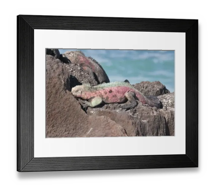 Framed Print : Galapagos Islands, Ecuador. Marine iguana (Amblyrhynchus cristatus), Suarez Point Framed Print : Galapagos Islands, Ecuador. Marine iguana (Amblyrhynchus cristatus), Suarez Point