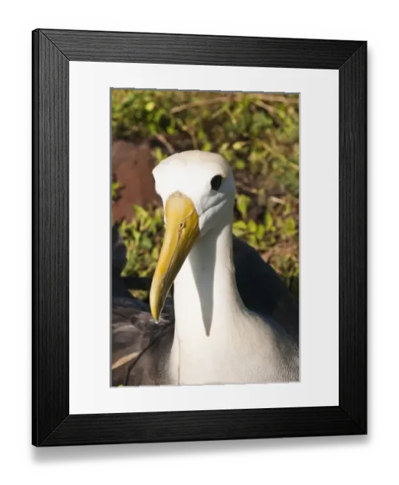 Framed Print : Central America, Ecuador Framed Print : Central America, Ecuador