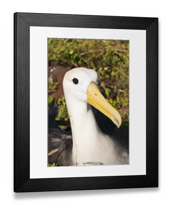 Framed Print : Central America, Ecuador