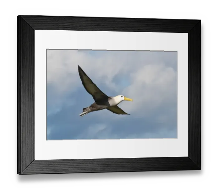 Framed Print : Galapagos Islands, Ecuador. Waved albatross (Phoebastria irrorata), Suarez Point Framed Print : Galapagos Islands, Ecuador. Waved albatross (Phoebastria irrorata), Suarez Point