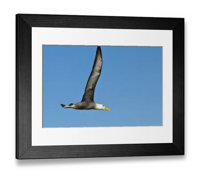 Framed Print : Galapagos Islands, Ecuador. Waved albatross (Phoebastria irrorata), Suarez Point Framed Print : Galapagos Islands, Ecuador. Waved albatross (Phoebastria irrorata), Suarez Point