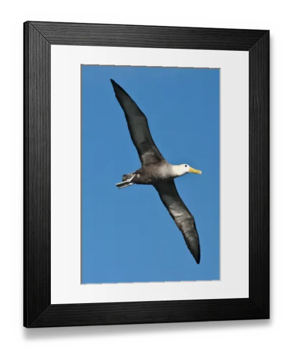 Framed Print : Galapagos Islands, Ecuador. Waved albatross (Phoebastria irrorata), Suarez Point Framed Print : Galapagos Islands, Ecuador. Waved albatross (Phoebastria irrorata), Suarez Point