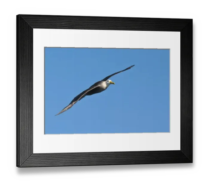 Framed Print : Galapagos Islands, Ecuador. Waved albatross (Phoebastria irrorata), Suarez Point Framed Print : Galapagos Islands, Ecuador. Waved albatross (Phoebastria irrorata), Suarez Point