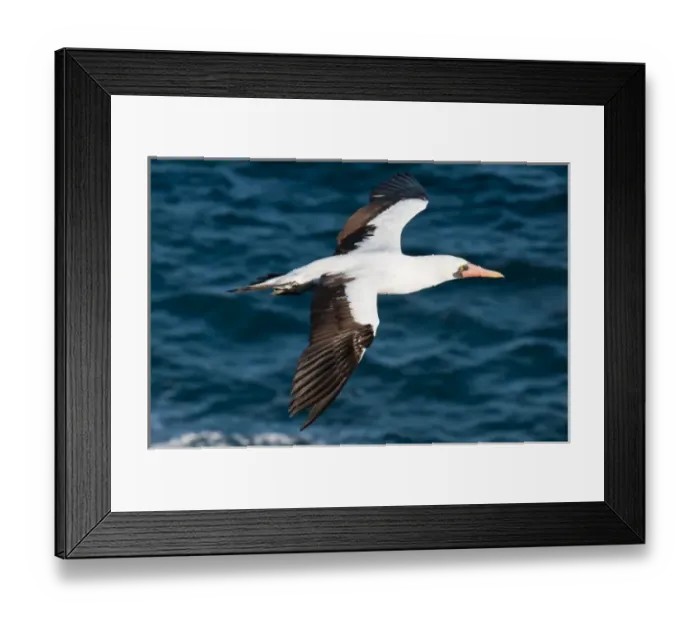Framed Print : Galapagos Islands, Ecuador. Nazca Booby (Sula granti), Suarez Point, Isla Espanola