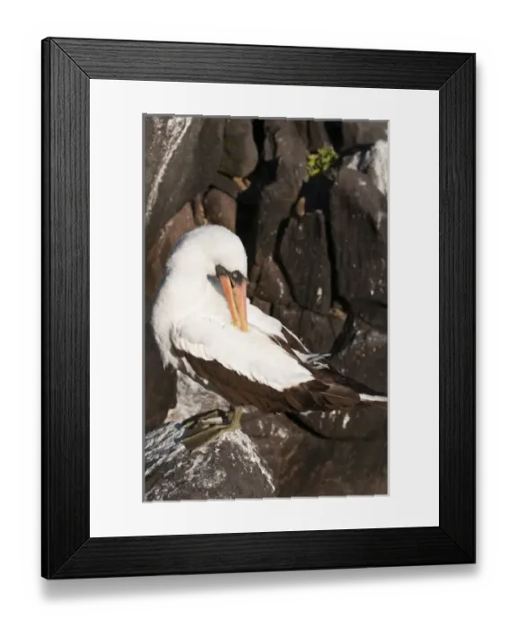 Framed Print : Central America, Ecuador Framed Print : Central America, Ecuador