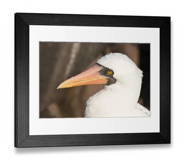 Framed Print : Galapagos Islands, Ecuador. Nazca Booby (Sula granti), Suarez Point, Isla Espanola