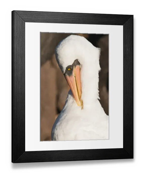 Framed Print : Galapagos Islands, Ecuador. Nazca Booby (Sula granti), Suarez Point, Isla Espanola Framed Print : Galapagos Islands, Ecuador. Nazca Booby (Sula granti), Suarez Point, Isla Espanola