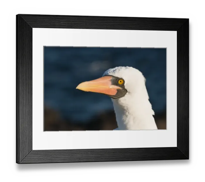 Framed Print : Galapagos Islands, Ecuador. Nazca Booby (Sula granti), Suarez Point, Isla Espanola Framed Print : Galapagos Islands, Ecuador. Nazca Booby (Sula granti), Suarez Point, Isla Espanola