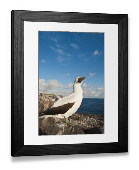 Framed Print : Galapagos Islands, Ecuador. Nazca Booby (Sula granti), Suarez Point, Isla Espanola Framed Print : Galapagos Islands, Ecuador. Nazca Booby (Sula granti), Suarez Point, Isla Espanola