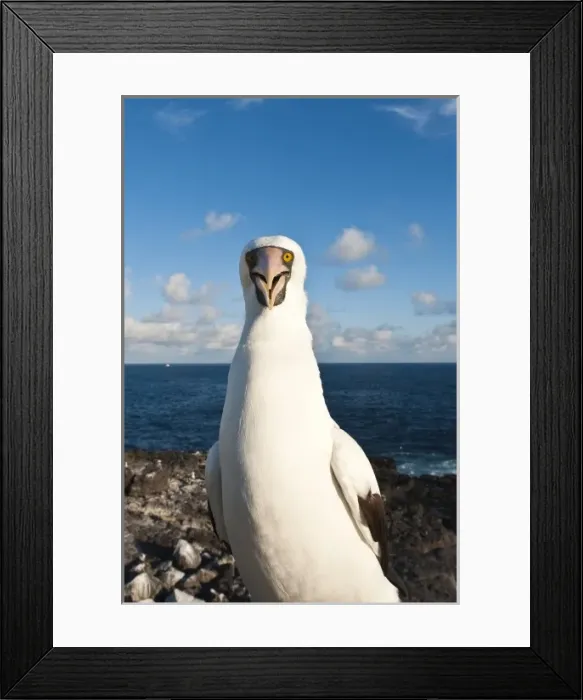 Framed Print : Galapagos Islands, Ecuador. Nazca Booby (Sula granti), Suarez Point, Isla Espanola Framed Print : Galapagos Islands, Ecuador. Nazca Booby (Sula granti), Suarez Point, Isla Espanola