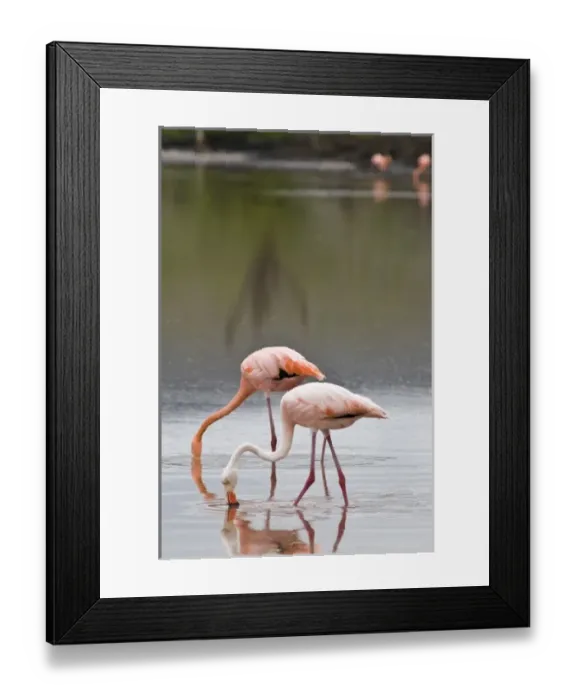 Framed Print : Galapagos Islands, Ecuador. Pink American Flamingo (Phoenicopterus ruber), Cormorant Point Framed Print : Galapagos Islands, Ecuador. Pink American Flamingo (Phoenicopterus ruber), Cormorant Point