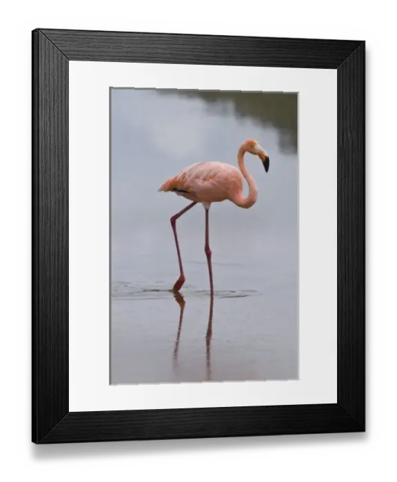 Framed Print : Galapagos Islands, Ecuador. Pink American Flamingo (Phoenicopterus ruber), Cormorant Point