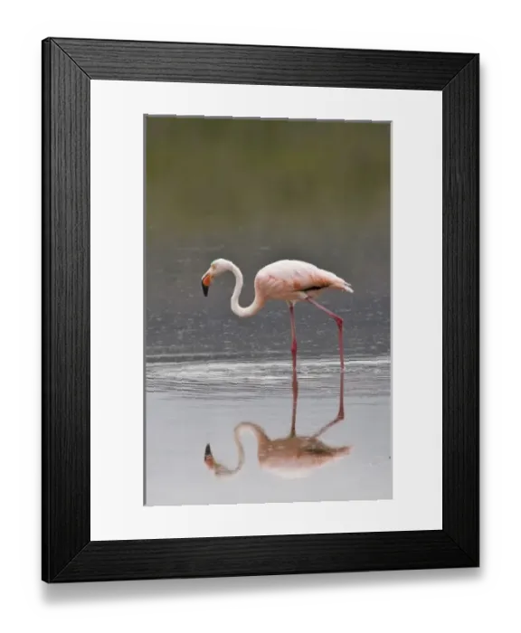 Framed Print : Galapagos Islands, Ecuador. Pink American Flamingo (Phoenicopterus ruber), Cormorant Point Framed Print : Galapagos Islands, Ecuador. Pink American Flamingo (Phoenicopterus ruber), Cormorant Point