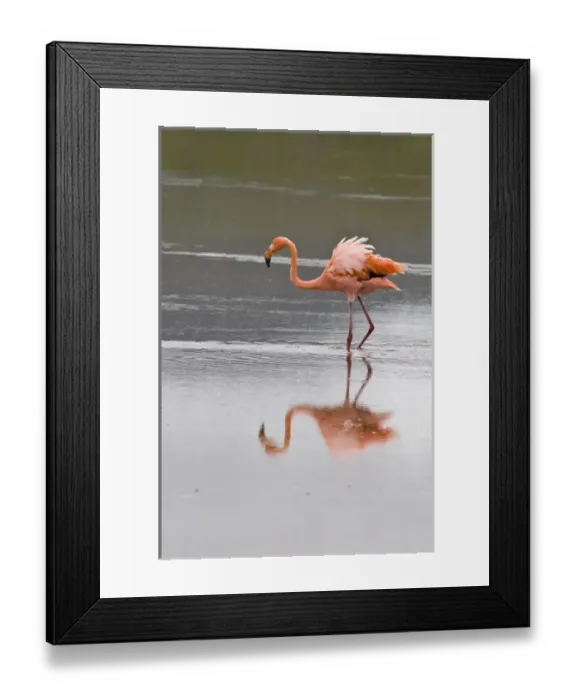 Framed Print : Galapagos Islands, Ecuador. Pink American Flamingo (Phoenicopterus ruber), Cormorant Point Framed Print : Galapagos Islands, Ecuador. Pink American Flamingo (Phoenicopterus ruber), Cormorant Point