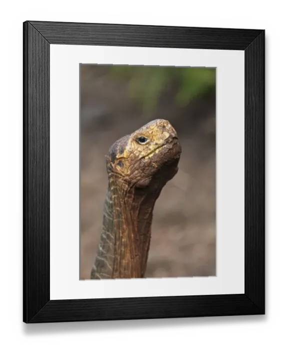 Framed Print : Galapagos Islands, Ecuador. Giant tortoise Diego at the Charles Darwin Research Station Framed Print : Galapagos Islands, Ecuador. Giant tortoise Diego at the Charles Darwin Research Station