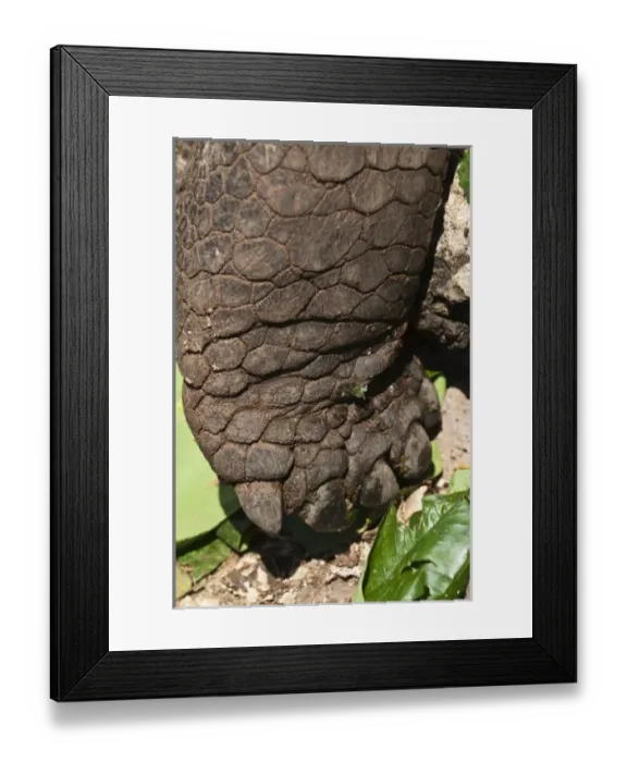 Framed Print : Galapagos Islands, Ecuador. Giant tortoise foot, at the Charles Darwin Research Station