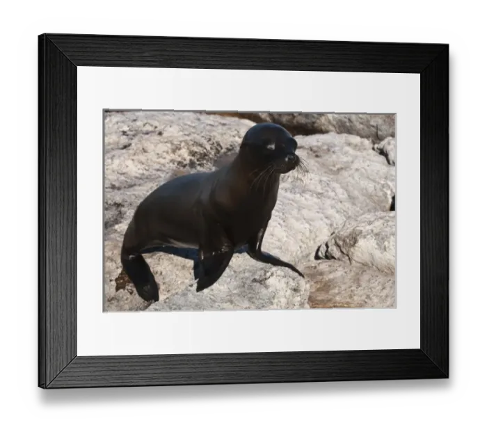Framed Print : Central America, Ecuador Framed Print : Central America, Ecuador