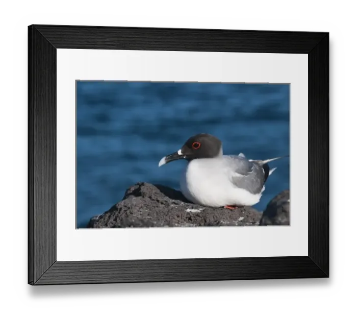 Framed Print : Galapagos Islands, Ecuador. Swallow-tailed Gull (Creagrus furcatus), Isla Plaza (Palza island) Framed Print : Galapagos Islands, Ecuador. Swallow-tailed Gull (Creagrus furcatus), Isla Plaza (Palza island)