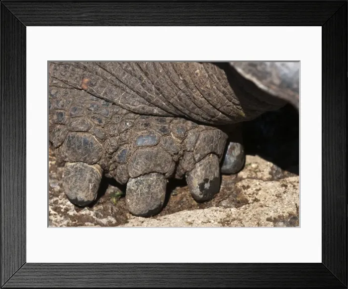 Framed Print : Galapagos Islands, Ecuador. Giant tortoise foot, at the Charles Darwin Research Station