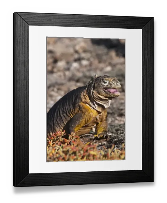 Framed Print : Galapagos Islands, Ecuador. Galapagos Land Iguana (Conolophus subcristatus), Isla Plaza Framed Print : Galapagos Islands, Ecuador. Galapagos Land Iguana (Conolophus subcristatus), Isla Plaza