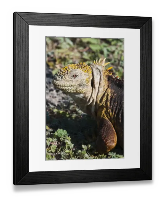 Framed Print : Central America, Ecuador Framed Print : Central America, Ecuador