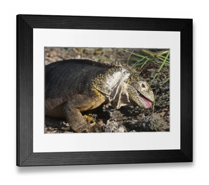 Framed Print : Central America, Ecuador Framed Print : Central America, Ecuador