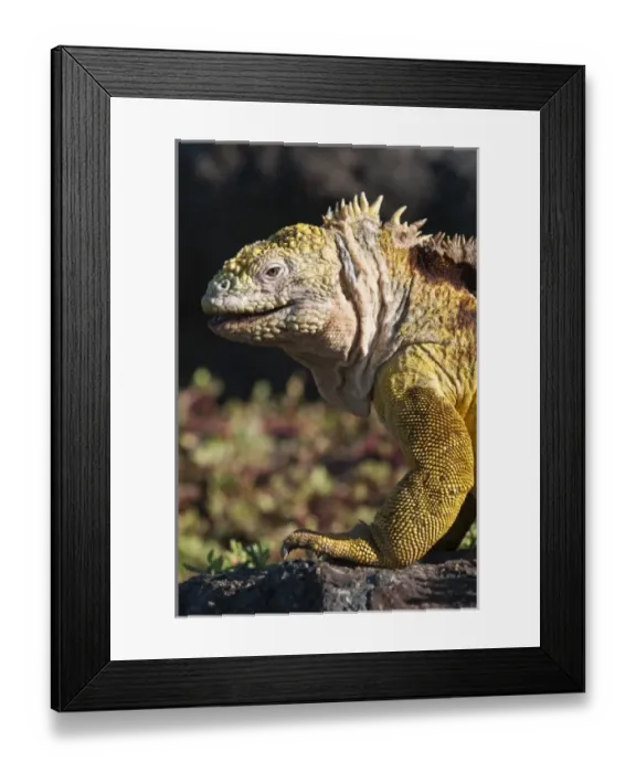 Framed Print : Central America, Ecuador Framed Print : Central America, Ecuador