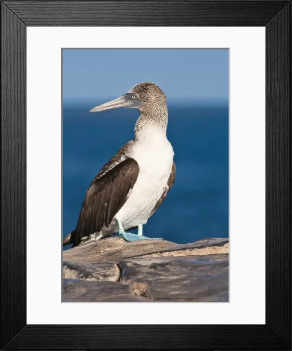 Framed Print : Galapagos Islands, Ecuador. Blue-footed booby (Sula nebouxii), Isla Plaza (Palza island)