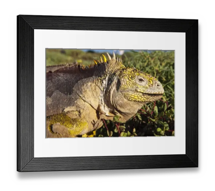 Framed Print : Central America, Ecuador Framed Print : Central America, Ecuador