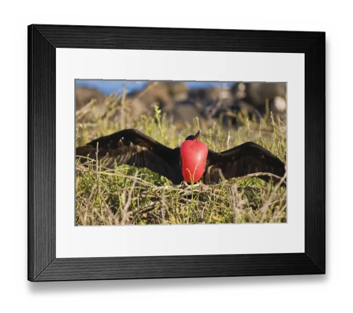 Framed Print : Central America, Ecuador Framed Print : Central America, Ecuador