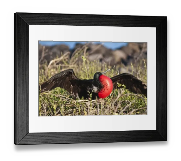 Framed Print : Central America, Ecuador