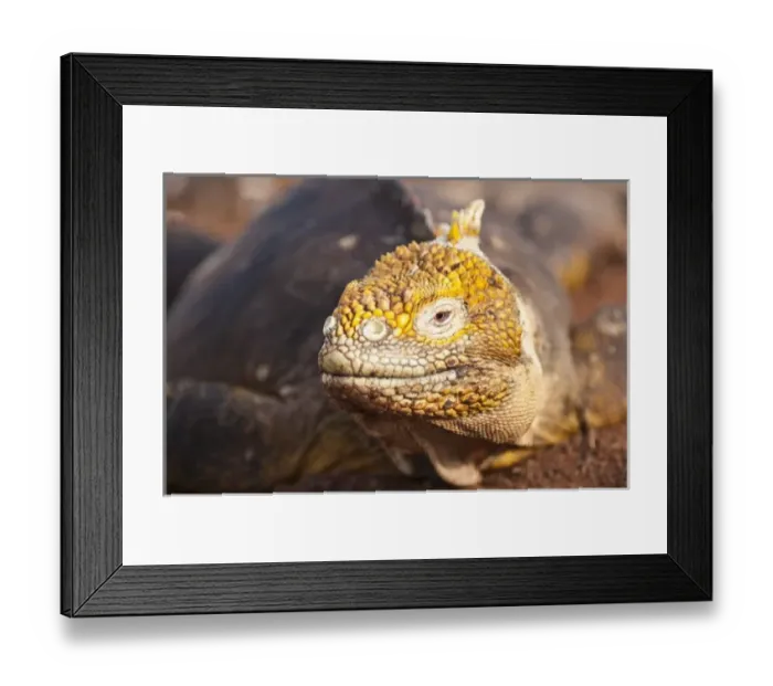 Framed Print : Central America, Ecuador Framed Print : Central America, Ecuador