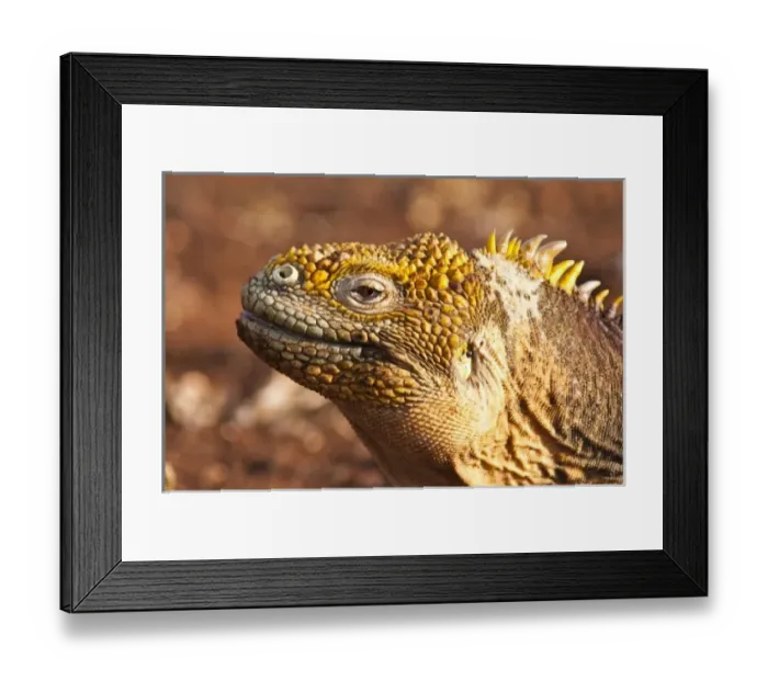 Framed Print : Galapagos Islands, Ecuador. Galapagos Land Iguana (Conolophus subcristatus), North Seymour Island Framed Print : Galapagos Islands, Ecuador. Galapagos Land Iguana (Conolophus subcristatus), North Seymour Island