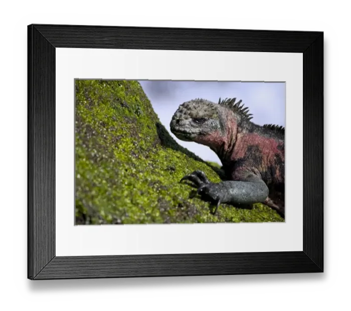 Framed Print : Central America, Ecuador Framed Print : Central America, Ecuador