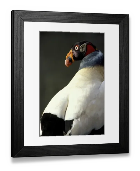 Framed Print : Central America, Ecuador Framed Print : Central America, Ecuador