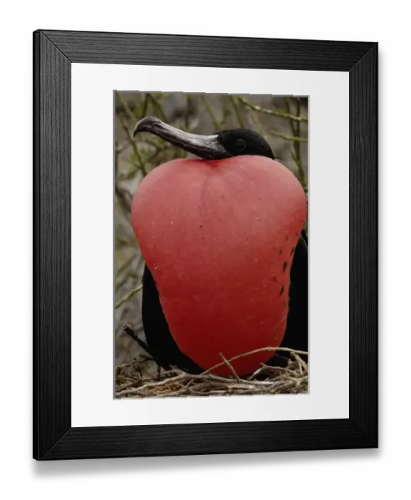 Framed Print : Great frigatebird (Fregata minor) - male, GALAPAGOS ISLANDS ECUADOR South America Framed Print : Great frigatebird (Fregata minor) - male, GALAPAGOS ISLANDS ECUADOR South America