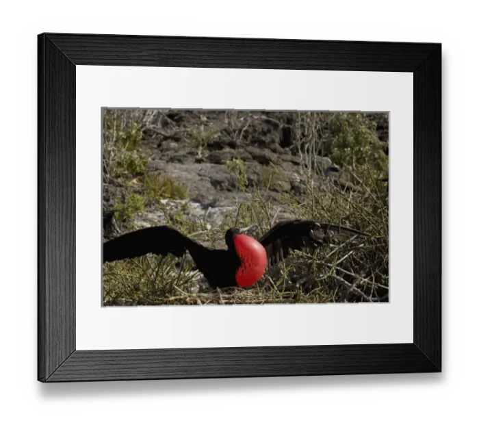 Framed Print : Central America, Ecuador Framed Print : Central America, Ecuador