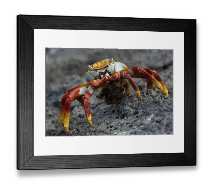 Framed Print : Sally lightfoot crab (Grapsus grapsus) with egg sack, Fernandina Island Island, Galapagos Islands Framed Print : Sally lightfoot crab (Grapsus grapsus) with egg sack, Fernandina Island Island, Galapagos Islands
