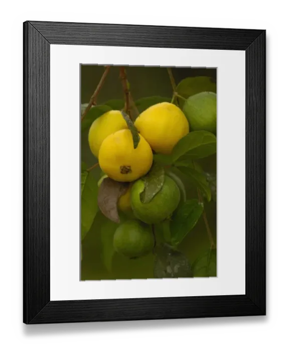 Framed Print : Central America, Ecuador Framed Print : Central America, Ecuador
