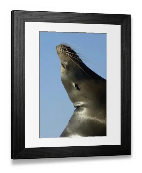 Framed Print : Galapagos sealion (Zalophus wollebaeki), Gardner Bay, Espanola (Hood) Island, Galapagos Islands Framed Print : Galapagos sealion (Zalophus wollebaeki), Gardner Bay, Espanola (Hood) Island, Galapagos Islands