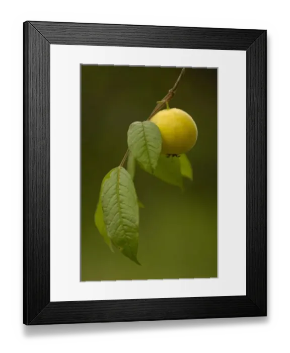 Framed Print : Central America, Ecuador Framed Print : Central America, Ecuador