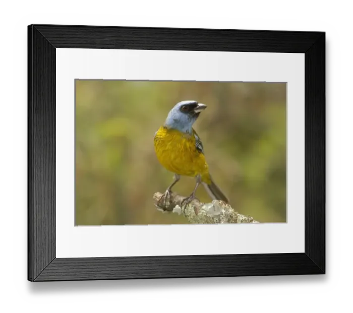 Framed Print : Central America, Ecuador Framed Print : Central America, Ecuador